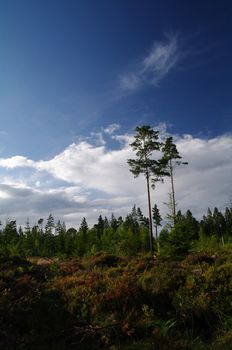 A summer day with the clouds moving behind the trees