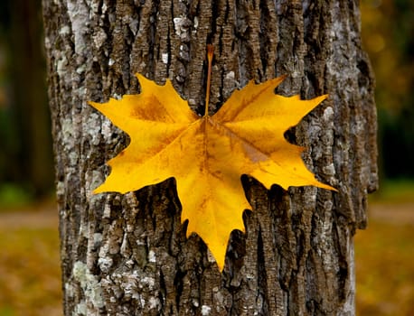 Autumn leaf