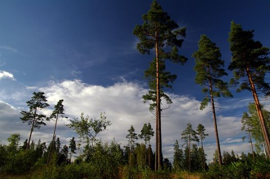 A summer day with the clouds moving behind the trees