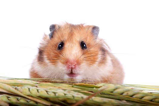 Hamster with food on a white background