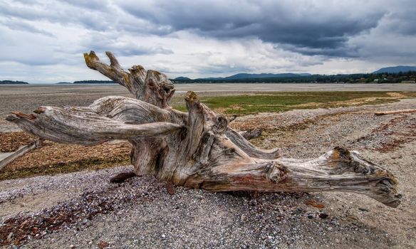 Large tree stump driftwood on beach on Vancouver Island.