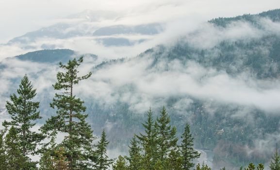 Trees in foreground with cloudy mountain forest in background