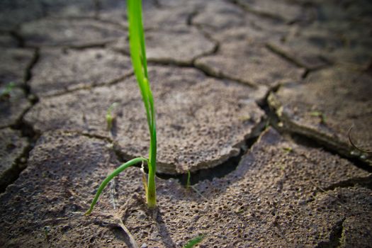 the grass is young in dry earth texture