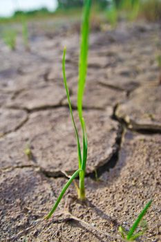 the grass is young in dry earth texture