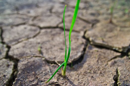 the grass is young in dry earth texture