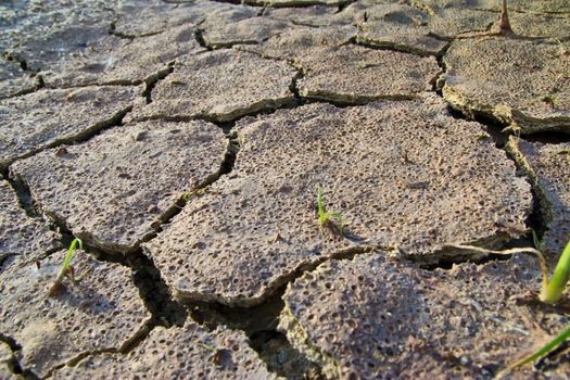 the grass is young in dry earth texture