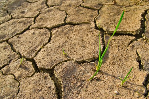 the grass is young in dry earth texture