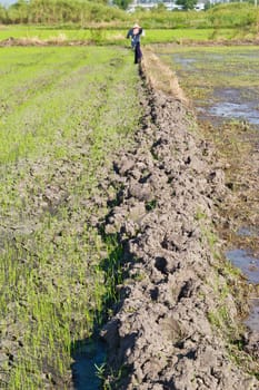 first step make rice farm at thailand