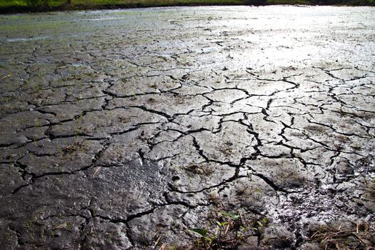 dry earth texture at thailand