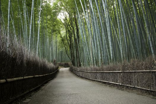Bamboo grove in Arashiyama in Kyoto, Japan near the famous Tenryu-ji temple. Tenryuji is a Zen Buddhist temple which means temple of the heavenly dragon and is a World Cultural Heritage Site. 