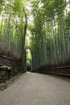 Green bamboo forest seen from the side in Arashiyama, Japan 