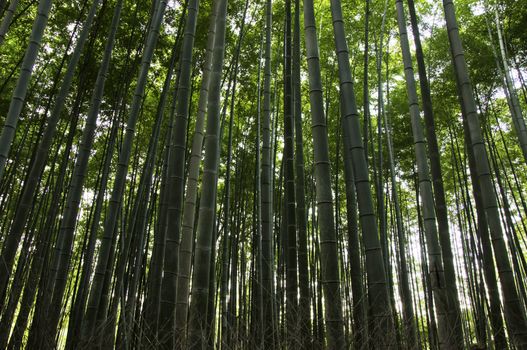 Green bamboo forest seen from the side in Arashiyama, Japan 