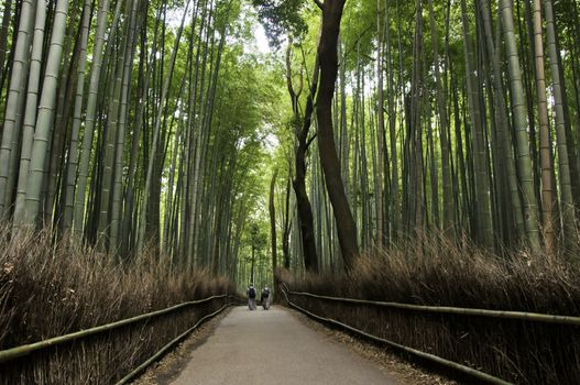 Bamboo grove in Arashiyama in Kyoto, Japan near the famous Tenryu-ji temple. Tenryuji is a Zen Buddhist temple which means temple of the heavenly dragon and is a World Cultural Heritage Site. 