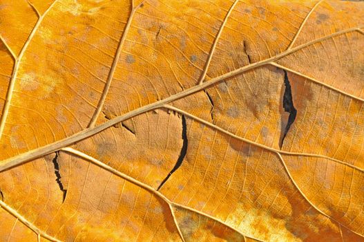 Macro view of dry leaf.