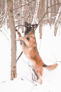 A belgian shepherd playing in snow
