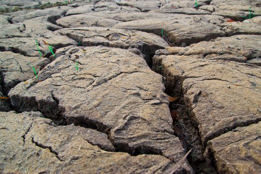 dry earth texture at thailand