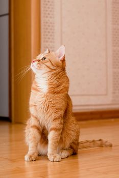 A young ginger tabby cat on the wooden floor
