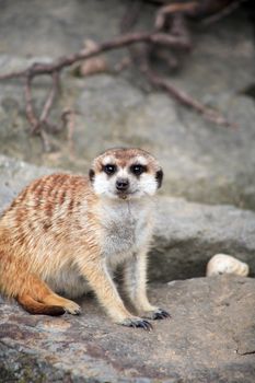 Closeup of alert meerkat on gray stone background