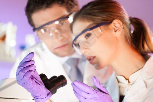 Attractive young scientist and her post doctoral supervisor looking at the microscope slide in the forensic laboratory.