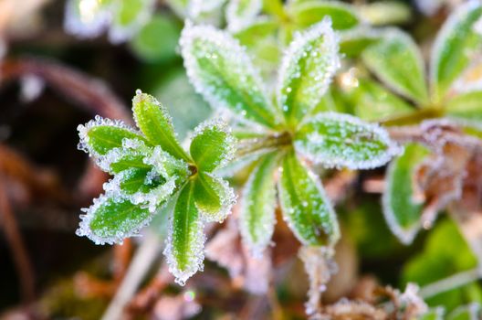 natural frost on the leaves