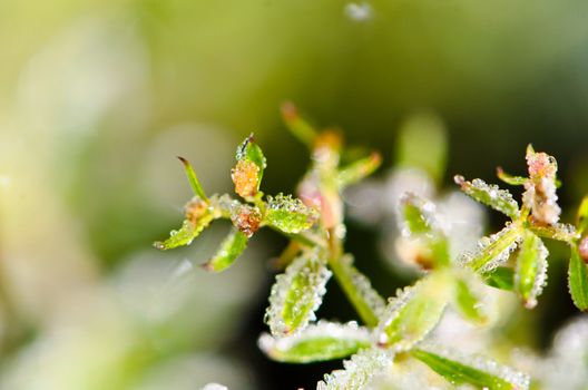 natural frost on the leaves