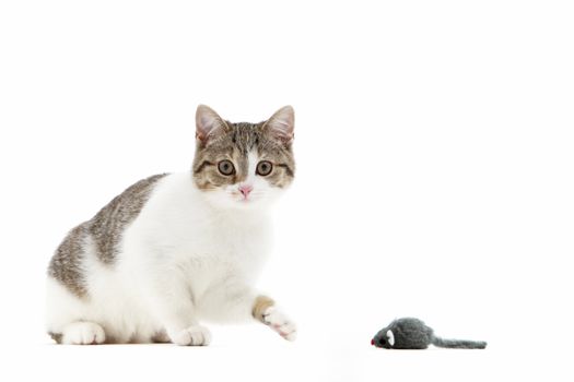 Humorous image of a curious cat batting at a toy mouse with its paw to test if it is a fake or a live meal waiting to be caught, isolated on white