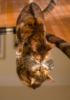 Orange and brown bengal kitten cat looking at reflection in mirror