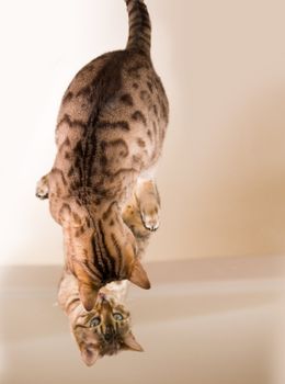 Orange and brown bengal kitten cat looking at reflection in mirror