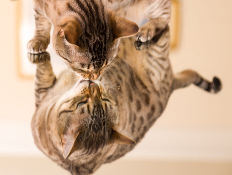 Orange and brown bengal kitten cat looking at reflection in mirror