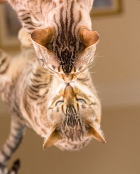 Orange and brown bengal kitten cat looking at reflection in mirror