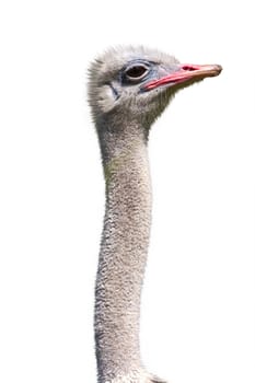 Head and long neck an ostrich close-up,isolated on white background.