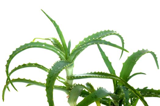 Green leaves of aloe plant close up
