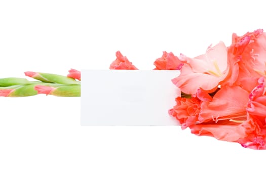 Pink flower and a congratulatory form isolated on a white background