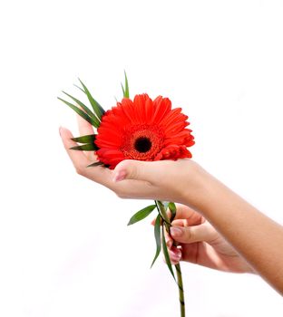 Beautiful hands with manicure and pink flower in reflection.
