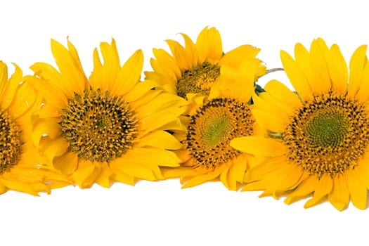 Sunflowers isolated on the white background