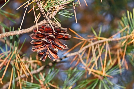 Pine cone hanging on a branch in autumn season