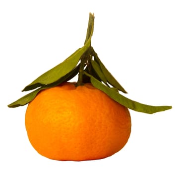 Mandarin with the stem and leaves on a white background