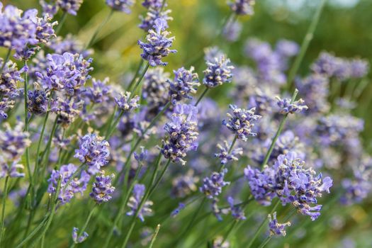 Bunch of scented flowers in the lavanda fields from France