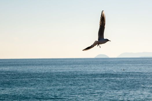 Shot taken in Liguria (Italy) near Gallinara Island