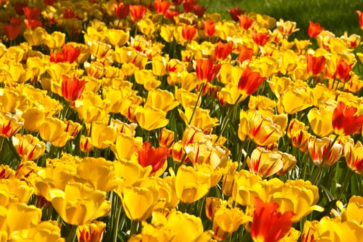 Beautiful spring flowers from the garden