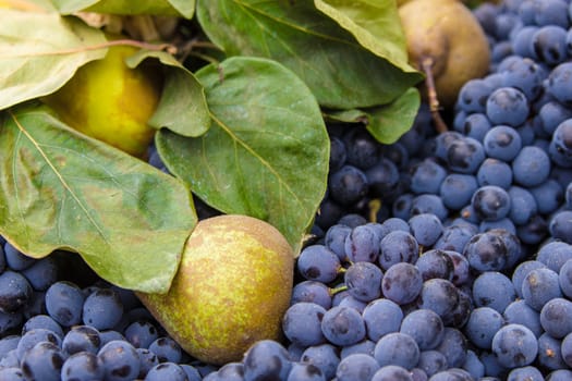 Bunch of fresh fruit from the autumn season