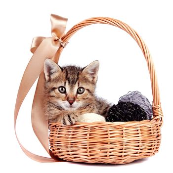 Striped kitten in a basket with woolen balls on a white background