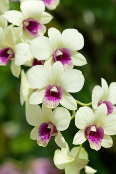 Closeup of orchids