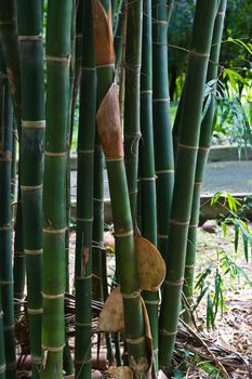 bamboo grove. Can be used as background at chonburi thailand.