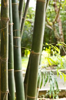 bamboo grove. Can be used as background at chonburi thailand.
