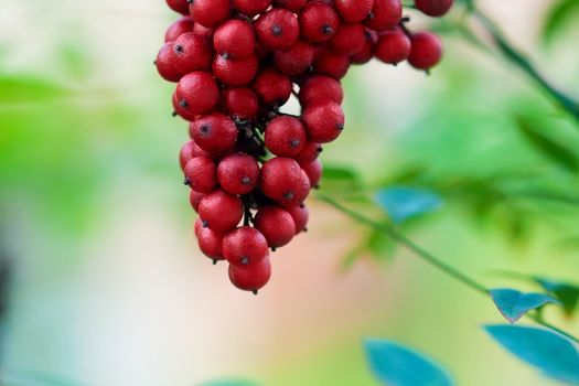 macro picture of a red burry outdoors