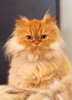 close up picture of a red persian cat