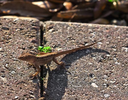 close up picture of a brown lizard 