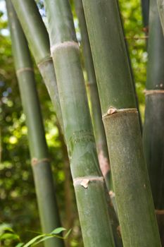 bamboo grove. Can be used as background at chonburi thailand.