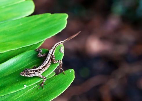 close up picture of a brown lizard 